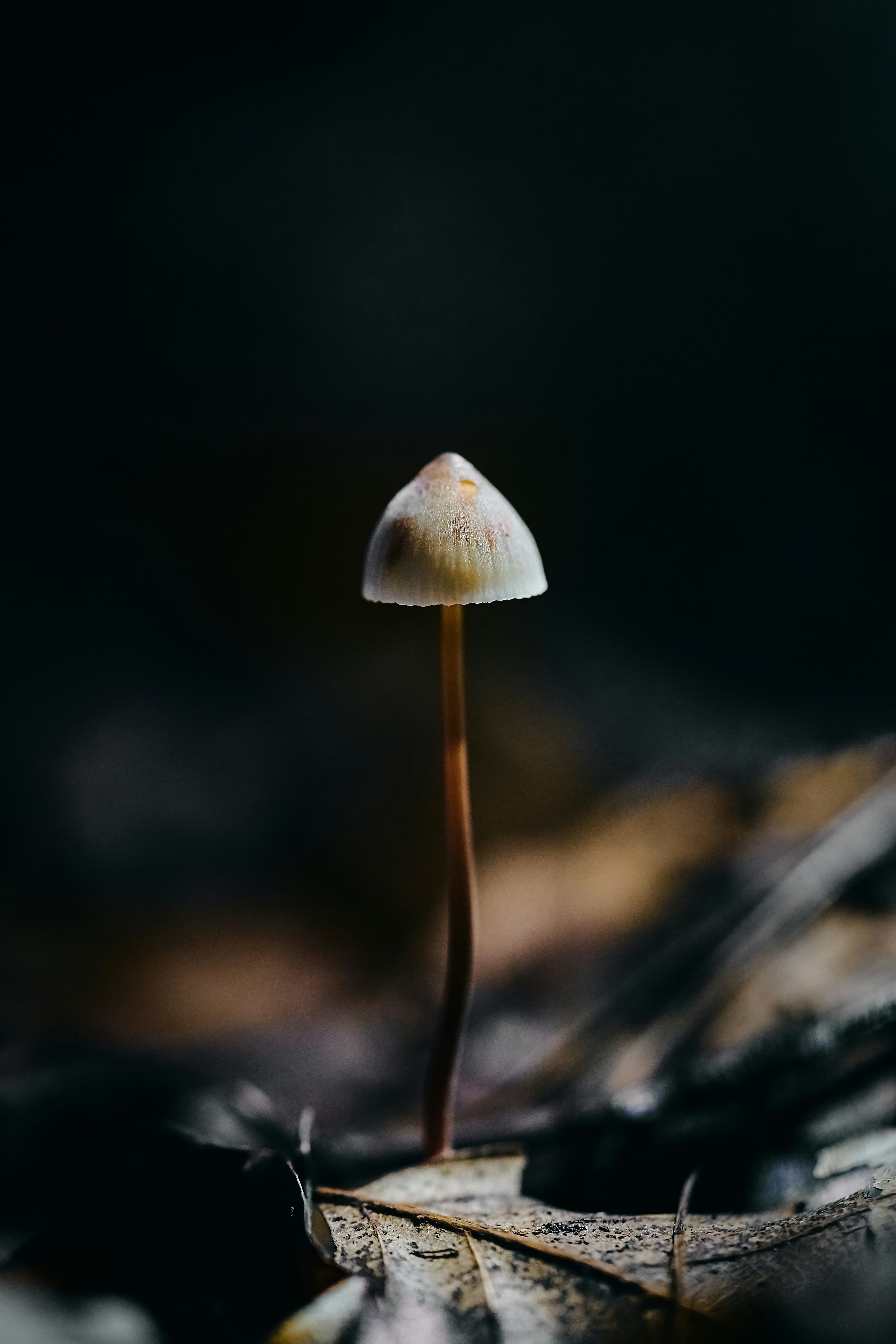 Trauma-informed therapy